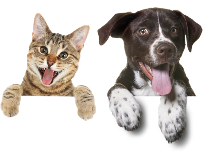 animal img