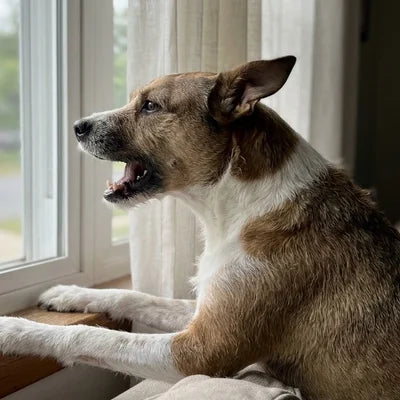 Dog barking at the window