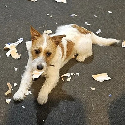 Dog among shredded paper (TheraPetMD customer photo)