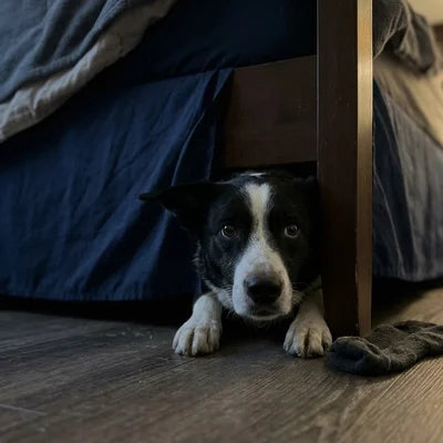 Nervous dog hiding under a bed