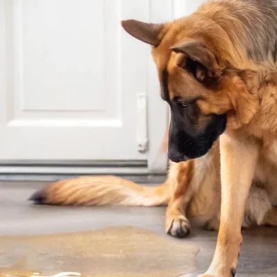 Dog next to a pee puddle indoors