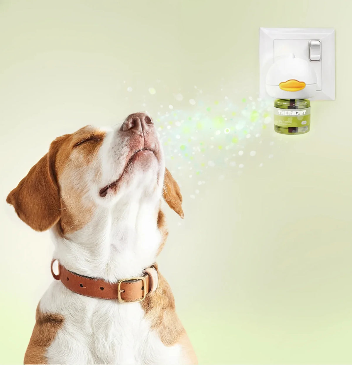 Beagle sniffing the diffuser