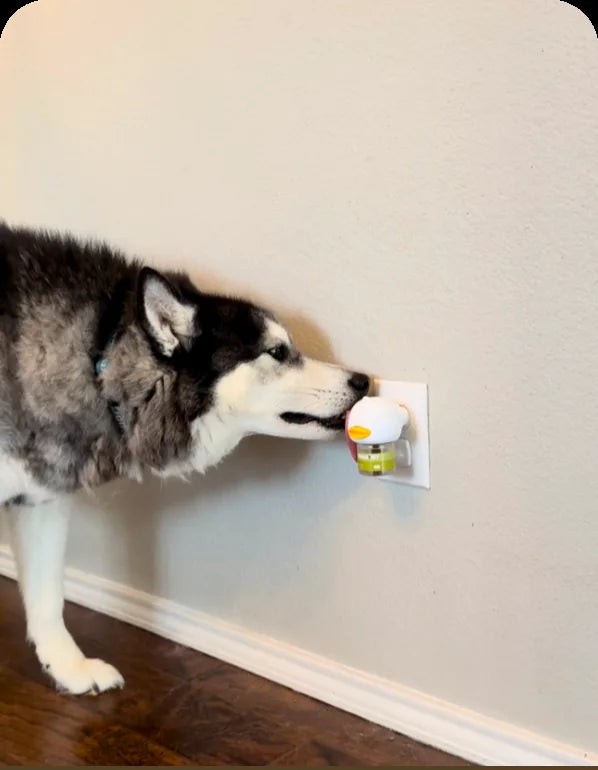 Husky next to a TheraPetMD diffuser in the wall