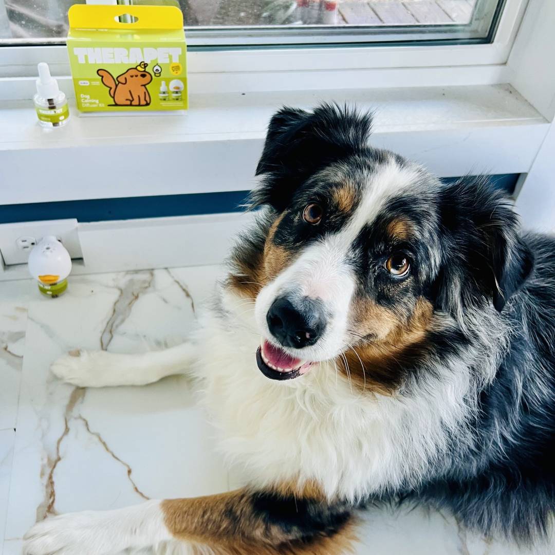 “Please buy this and it will change your entire life. Must have thing if you are a dog owner. I wish i could try this earlier. Thank you for making my life much easier than before.” - TheraPet Dogs Refills - TheraPetMD