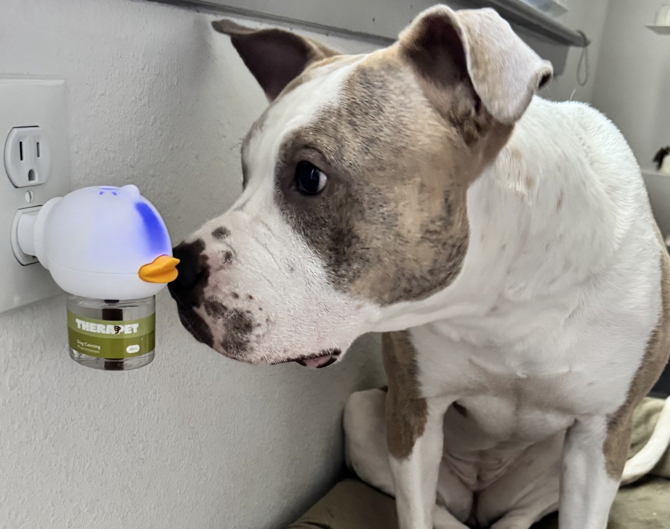 “Therapet helped my dog with anxiety issues, peeing in the house, she hasn't done that in the last 2 months. She is calmer now”. -  - TheraPetMD