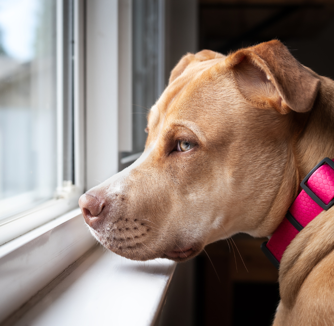 <p>Did You Know 76% of Dogs Have Separation Anxiety?</p>