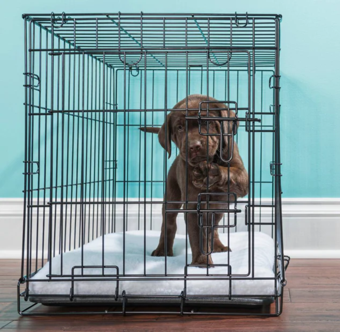 <p><strong>Did You Know Separation Anxiety May Affect Nearly 70% of Puppies?</strong></p>