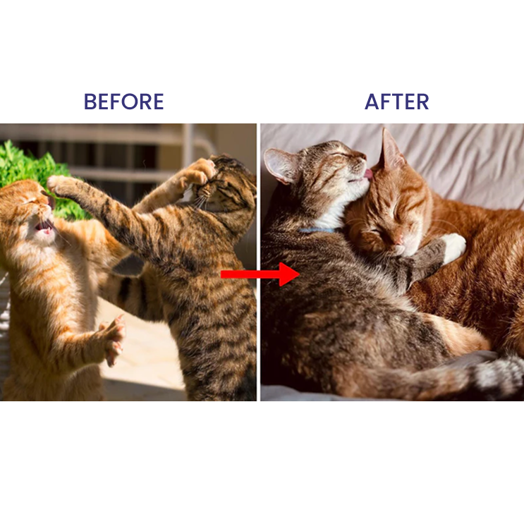 <p><strong>78% of Multi-Cat Households Experience Fighting Issues</strong></p>