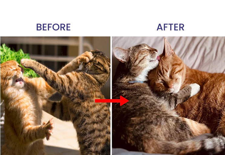 <p><strong>78% of Multi-Cat Households Experience Fighting Issues</strong></p>