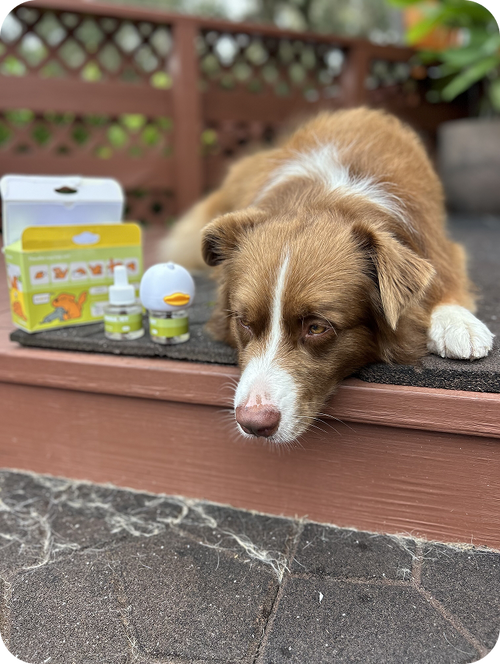 Pet parent review image