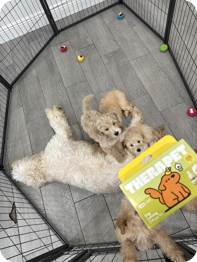 Pet parent review image