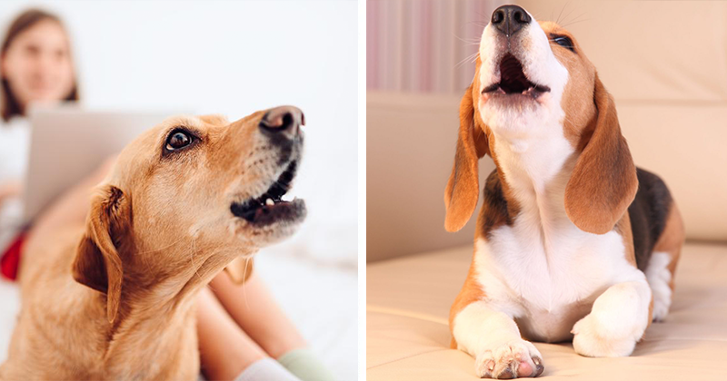 <p><strong>Did You Know Excessive Barking May Affect Nearly 50% of Dogs?</strong></p>