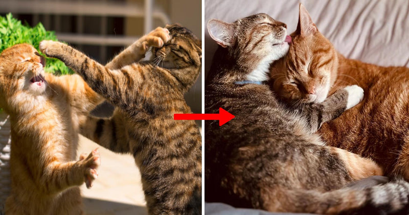 Multo Casts If You Notice Your Cats Fighting, Hissing, or Having Territorial ...
