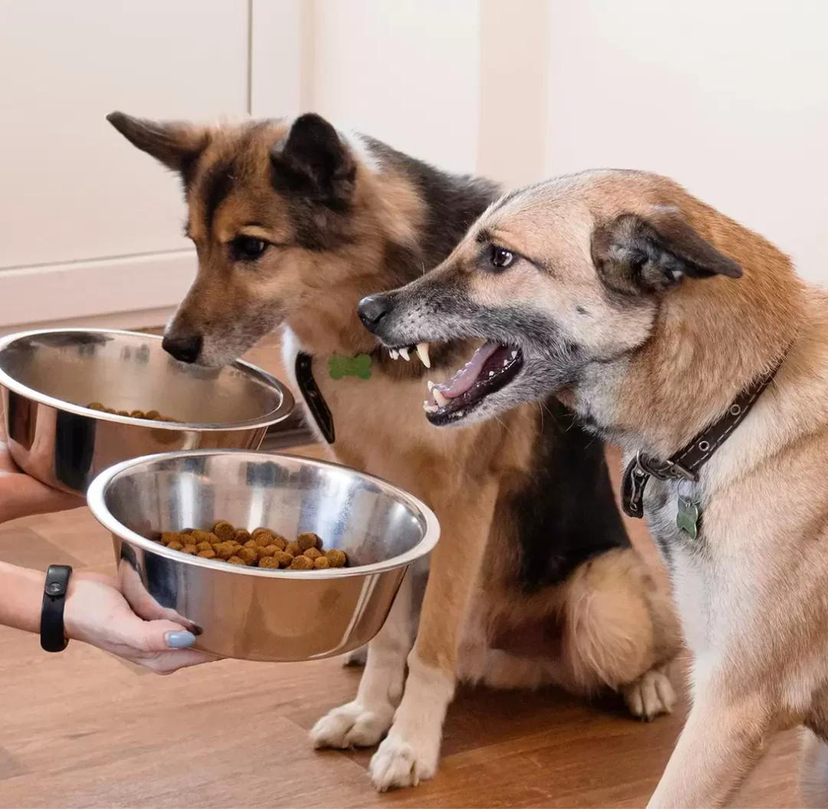 <p>Did You Know Aggression May Affect Nearly 40% of Dogs?</p>
