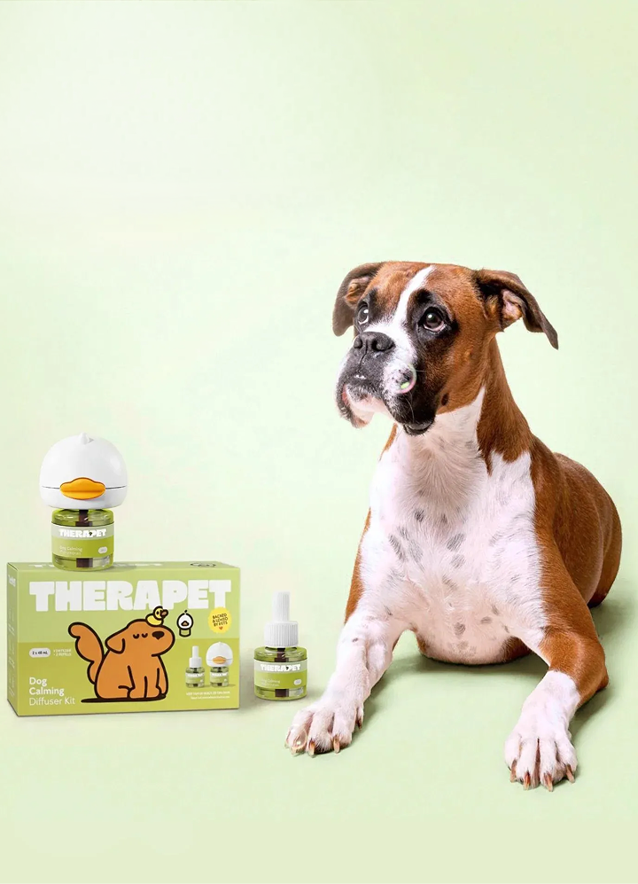 <p>¿Por qué tu perro se porta mal? </p>