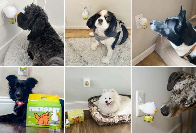 <p><strong>Por qué los veterinarios recomiendan TheraPetMD para perros con estrés </strong></p>