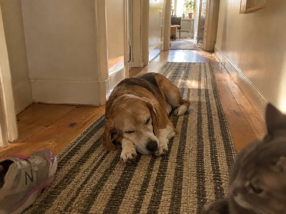 Biscuit asleep on the new hallway rug