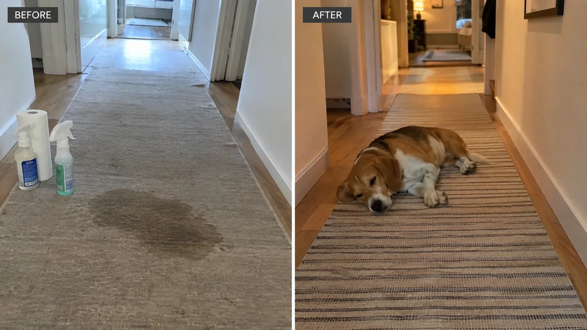 Before and after: a hallway runner with a urine stain and cleaning sprays, then the same runner clean with a beagle asleep on it