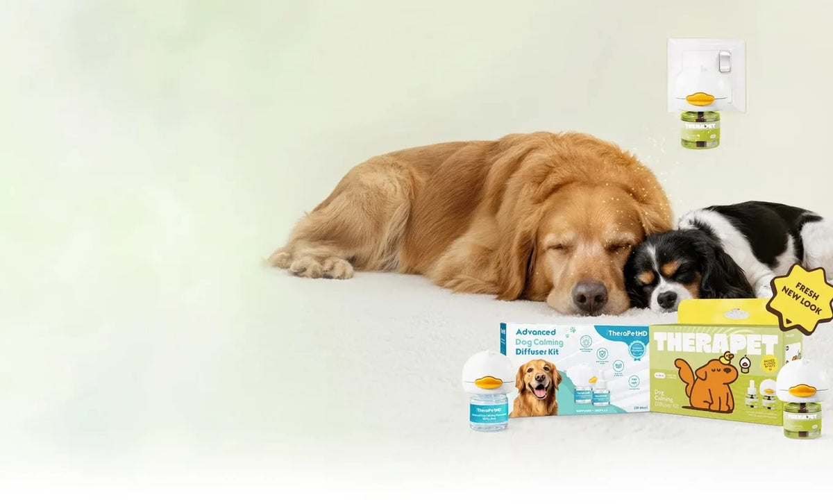 A golden retriever and a cavalier asleep on a white rug next to TheraPetMD diffuser kits