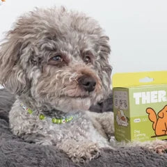 Anna D.'s dog with the TheraPetMD kit