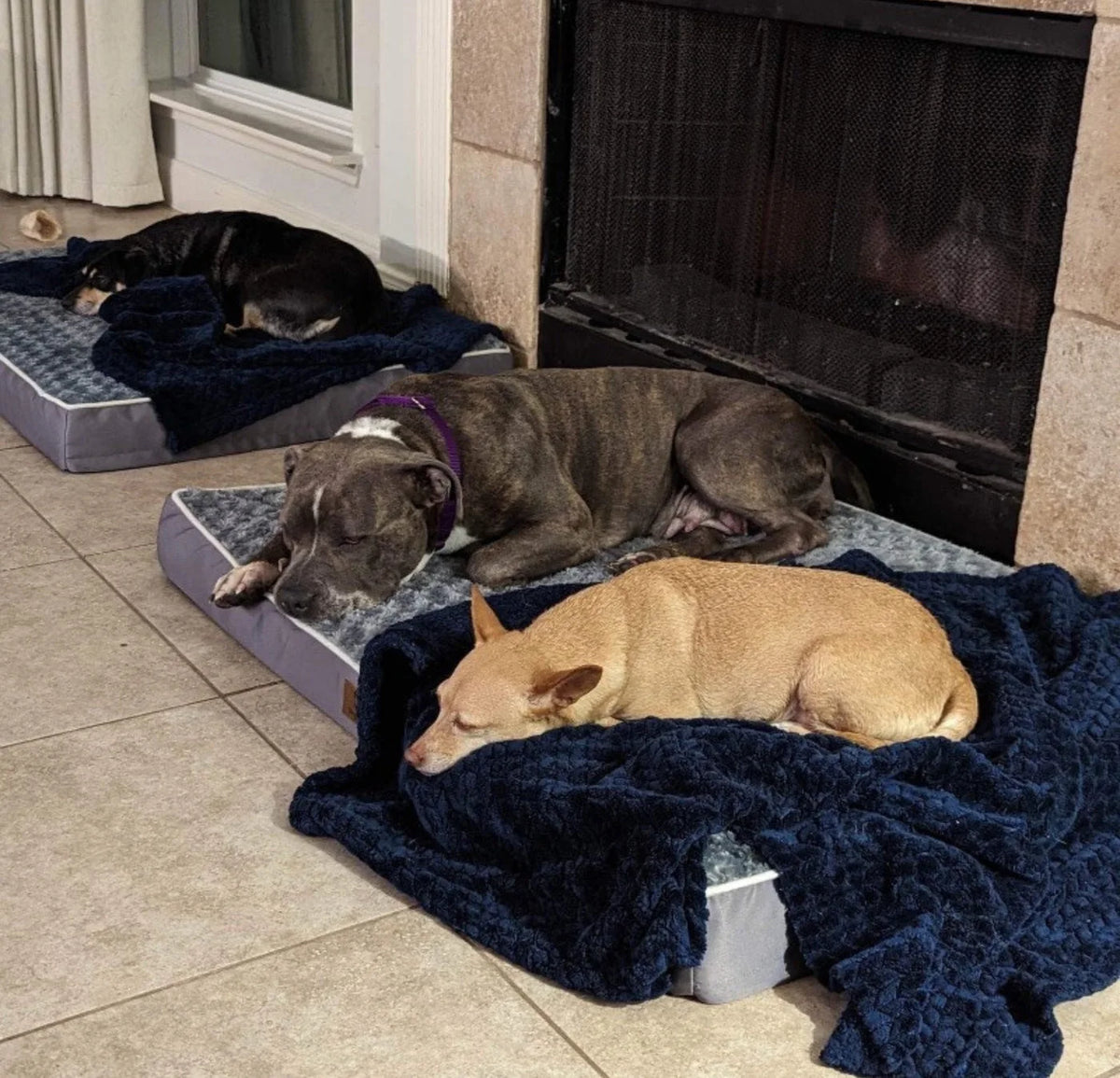 Two dogs asleep near a TheraPetMD diffuser