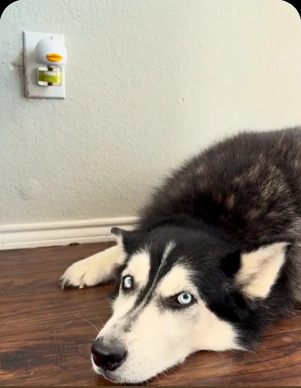 Husky resting calmly near a plugged in TheraPetMD diffuser