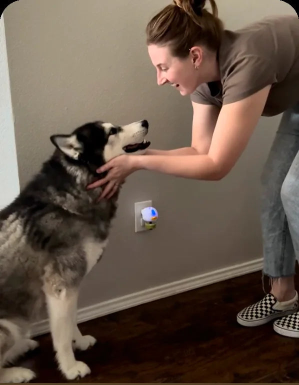 The same husky, happy with its owner next to the plugged in diffuser