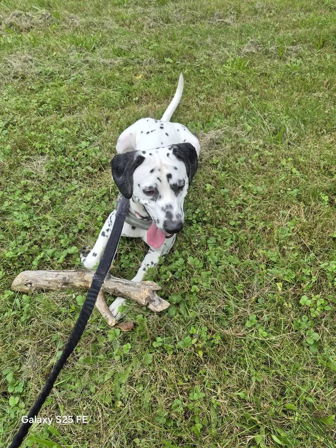 TheraPetMD customer dog photo