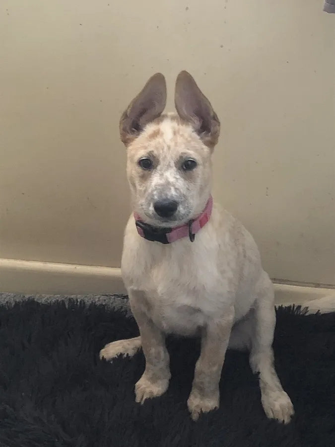 TheraPetMD customer dog photo