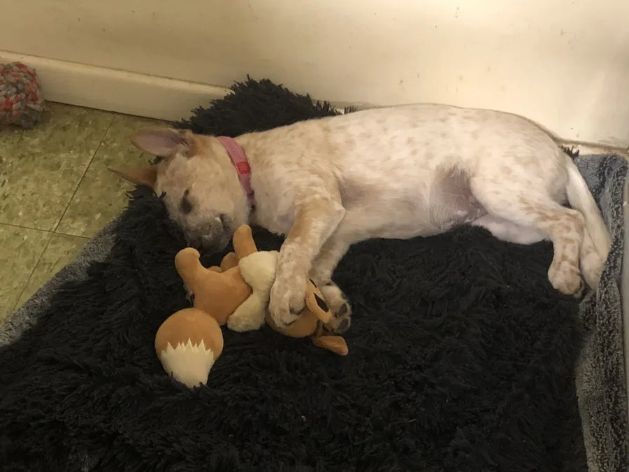 TheraPetMD customer dog photo