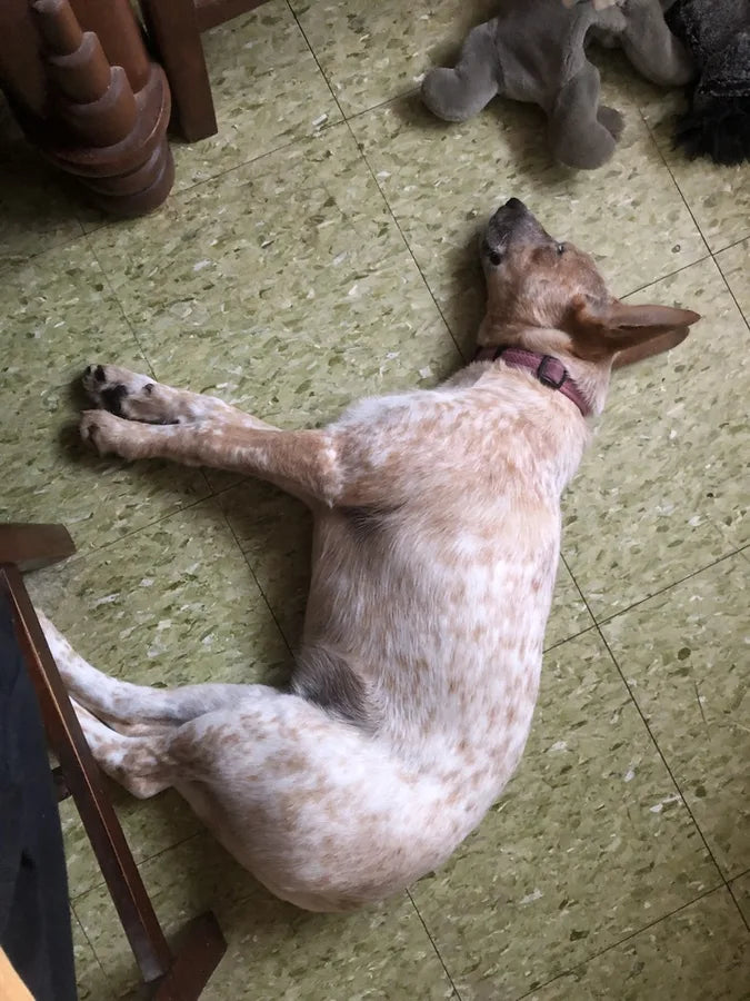 TheraPetMD customer dog photo