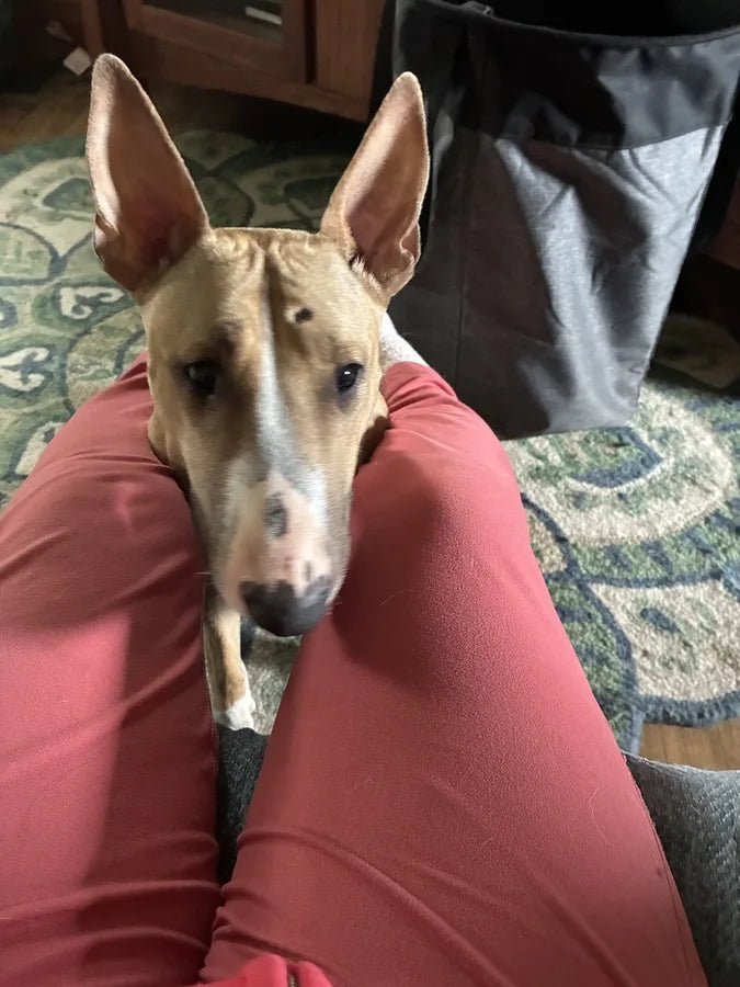 TheraPetMD customer dog photo