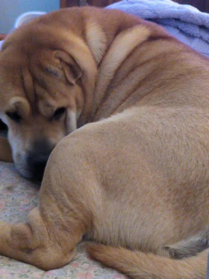 TheraPetMD customer dog photo
