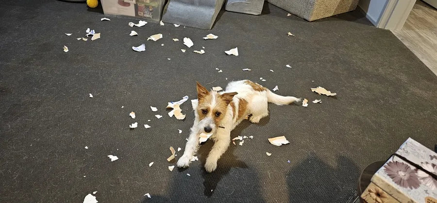 TheraPetMD customer dog photo